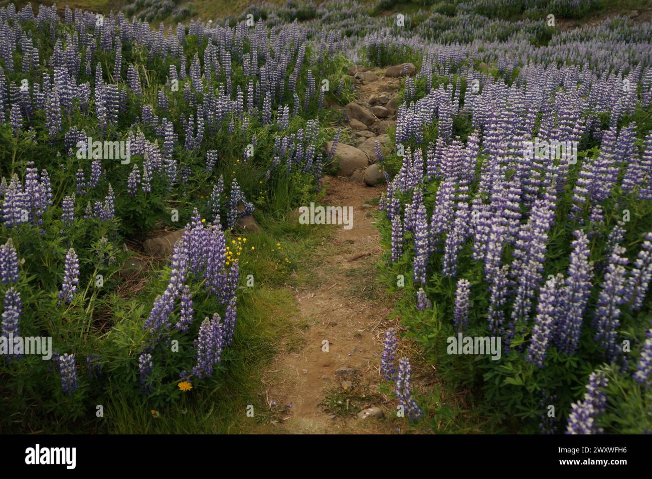 Un percorso tra il campo Lupine dell'Alaska (Lupinus Nootkatensis) in estate, Islanda Foto Stock