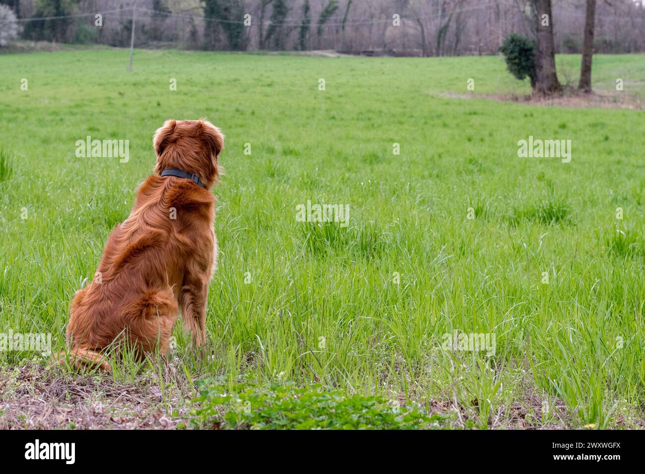 Primo piano di un bellissimo cane dalla pelliccia arancione da dietro su un campo con erba verde. Predominanza del colore verde. Foresta sullo sfondo. Prato selvaggio gras Foto Stock