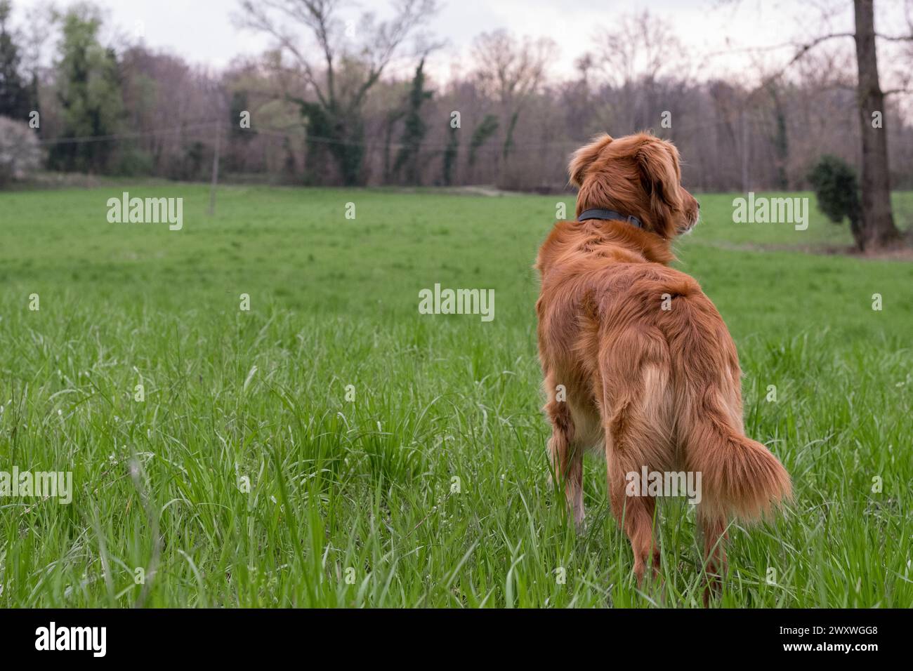 Primo piano di un bellissimo cane dalla pelliccia arancione da dietro su un campo con erba verde. Predominanza del colore verde. Foresta sullo sfondo. Prato selvaggio gras Foto Stock