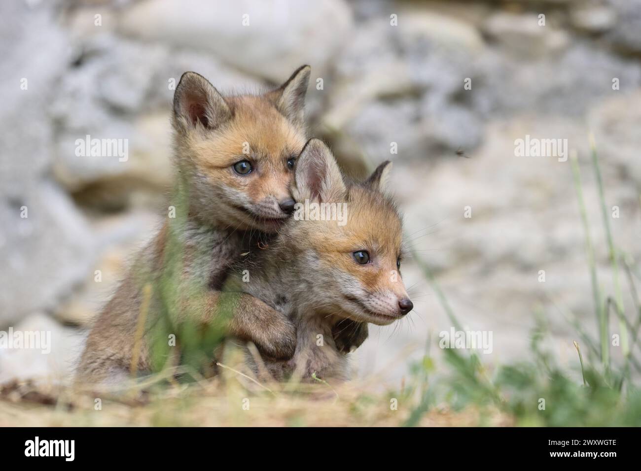 Cuccioli di volpe rossa Foto Stock