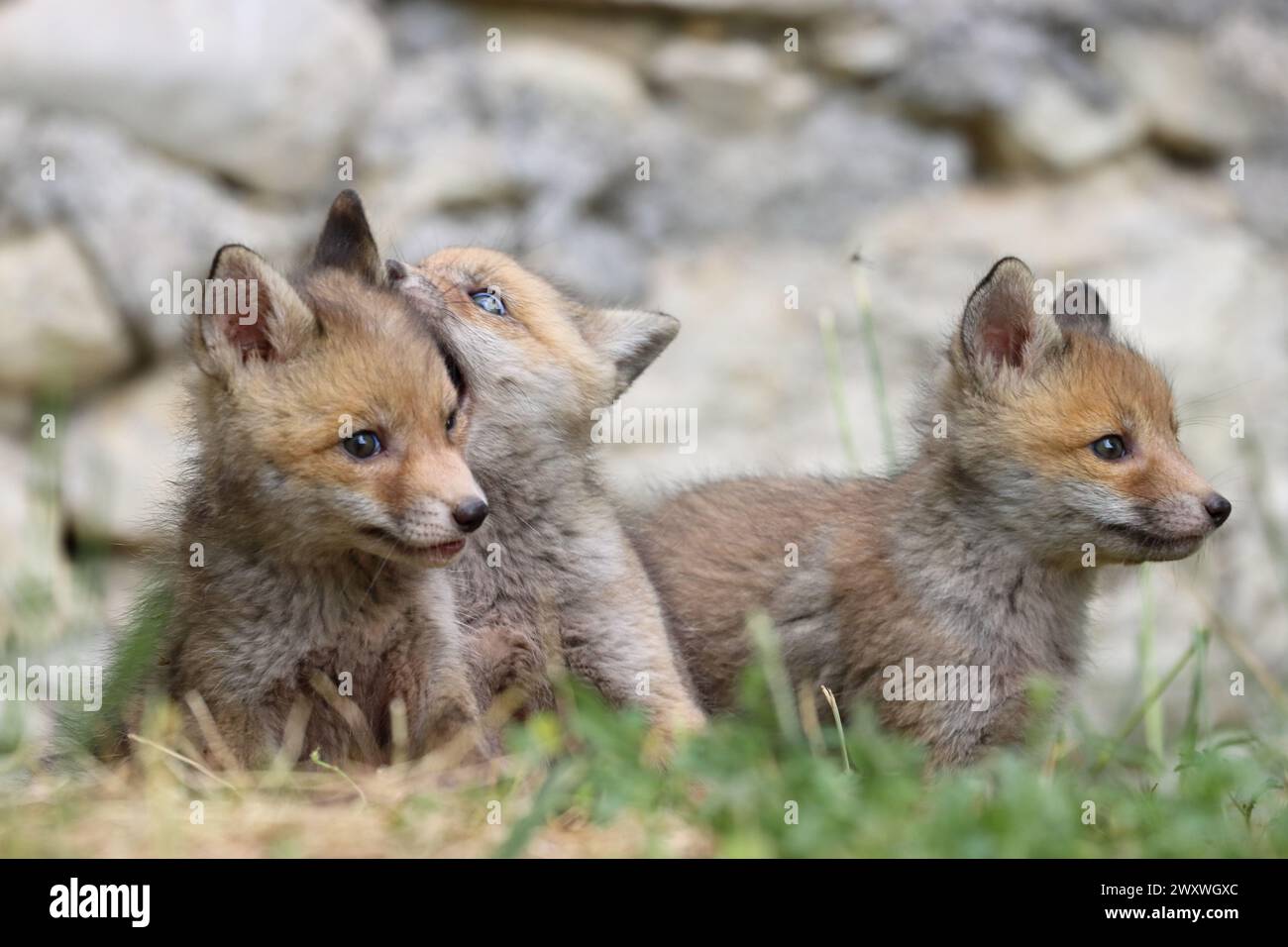 Cuccioli di volpe rossa Foto Stock