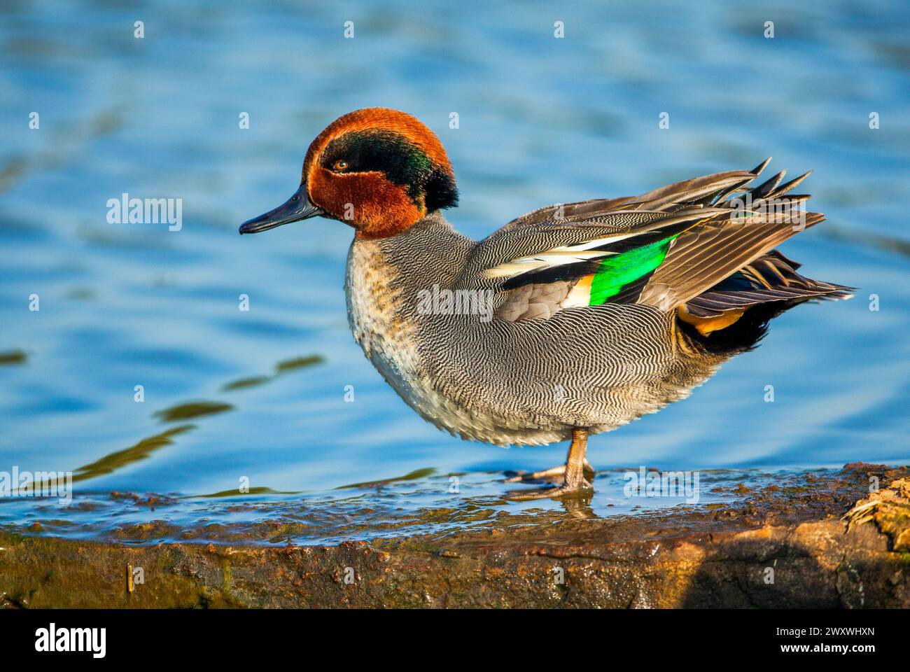 Tè eurasiatico (Anas crecca), tè comune, o tè eurasiatico con ala verde Foto Stock