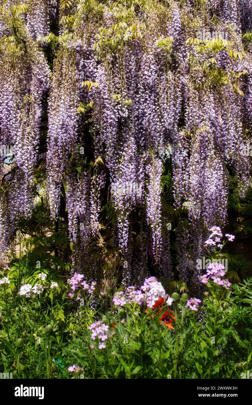 Glicine viola e bianca appese sui fiori viola Damasco nei giardini Hermannshof di Weinheim, Germania, in un giorno di primavera. Foto Stock