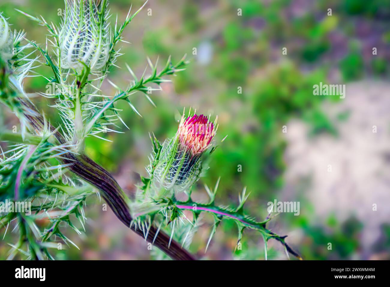 "La resilienza della natura: Un cardo solitario si erge alto tra i campi estesi, a testimonianza della sua forza e bellezza di fronte agli elementi. Foto Stock