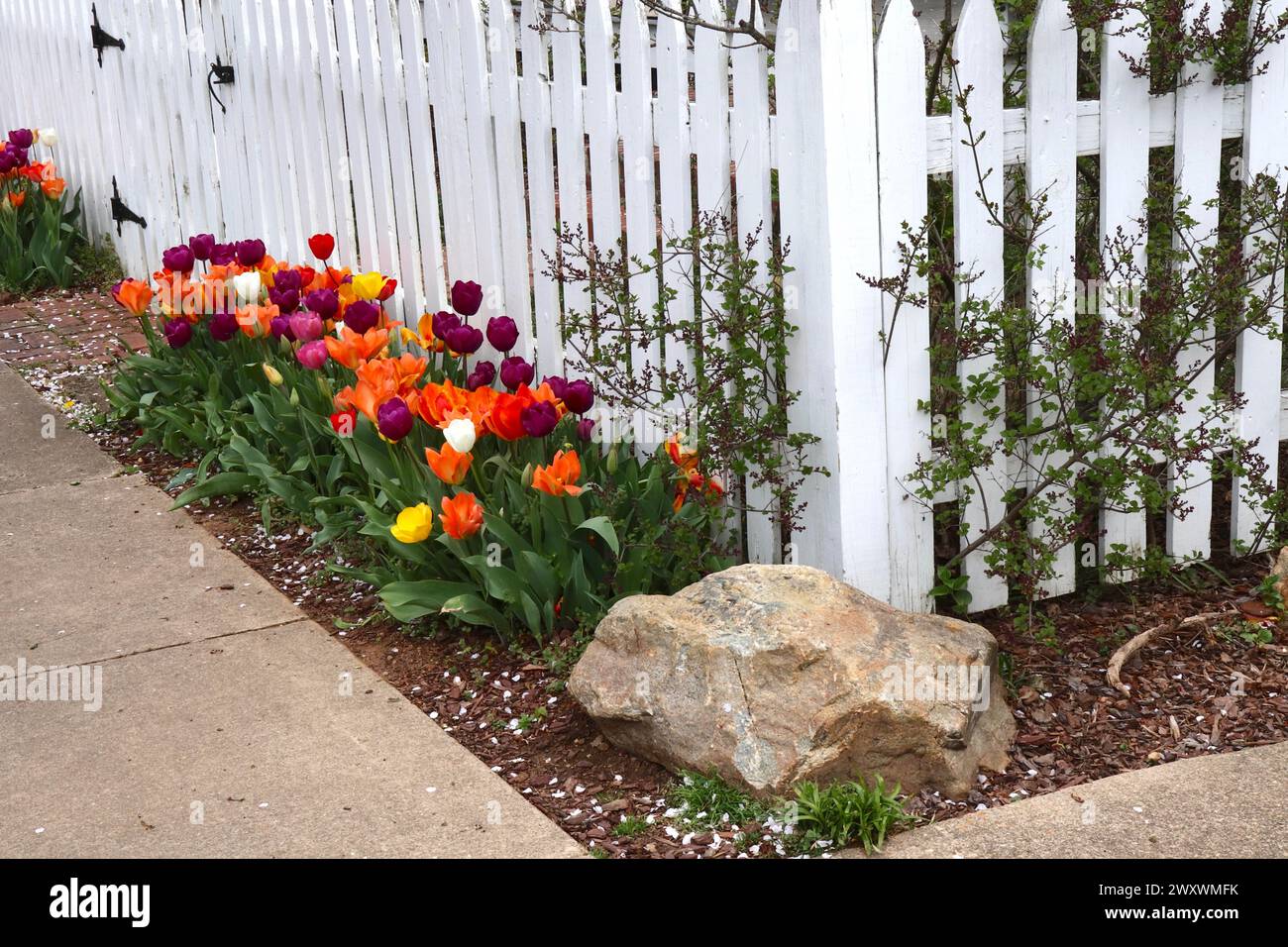 Tulipani colorati e recinzione di picchetti bianchi Foto Stock