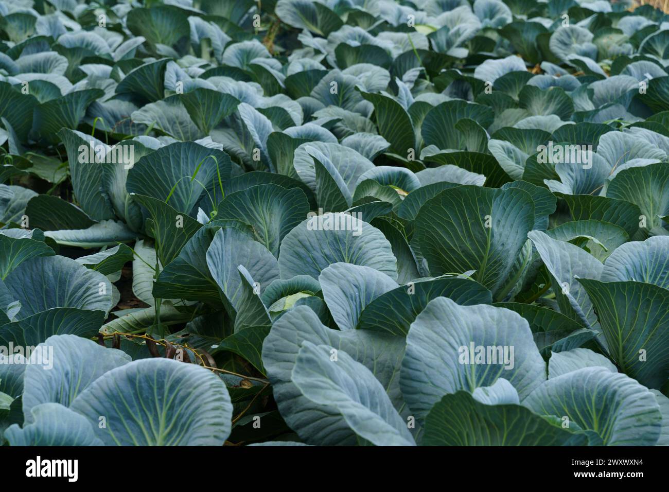 Un vasto campo di cavoli verdi prospera la mattina presto, con rugiada ancora fresca sulle loro ampie foglie. Foto Stock