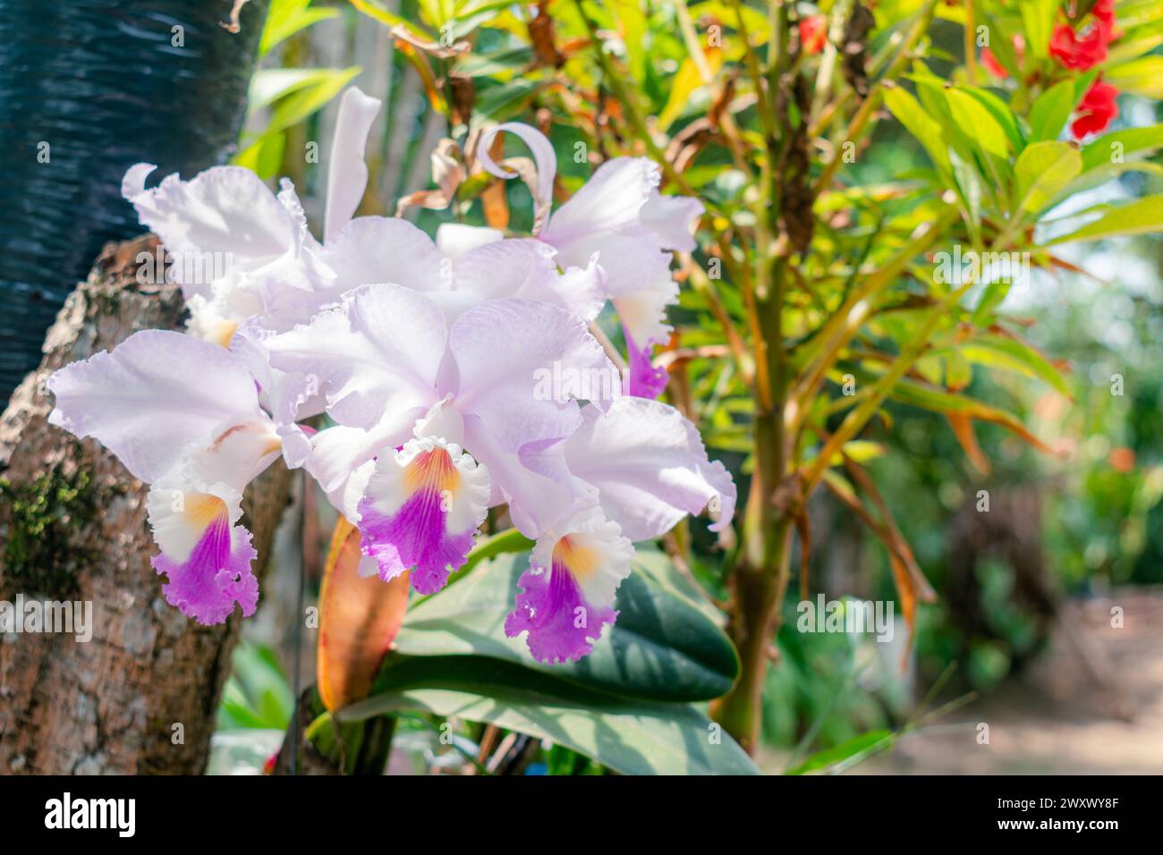primo piano di ORCHIDEA (Cattleya labiata) coltivato in un giardino naturale Foto Stock