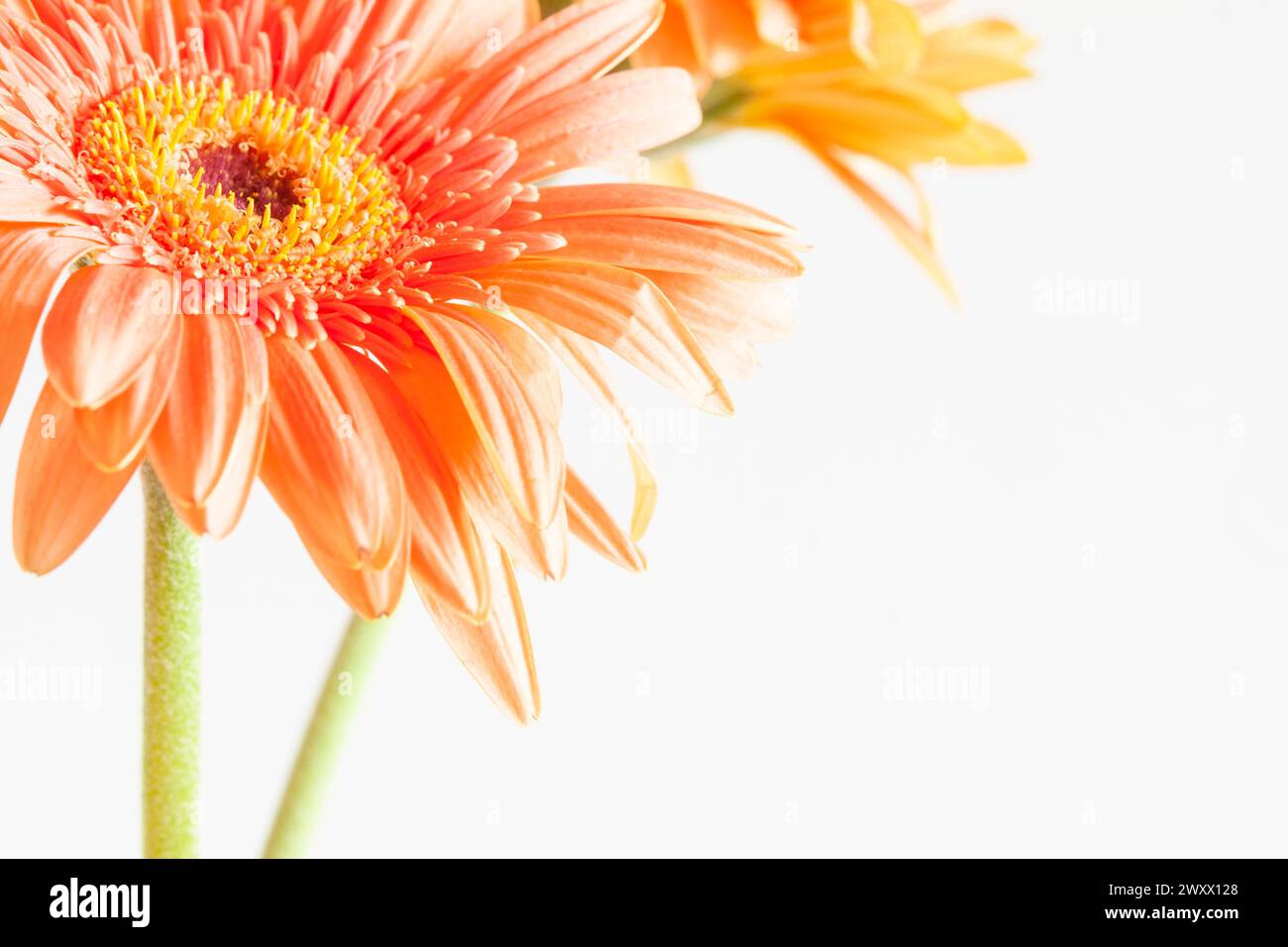 Primo piano di un'arancia pallida o pesca Gerbera x ibrida o margherita africana con sfondo bianco chiaro e spazio per copiare. Foto Stock