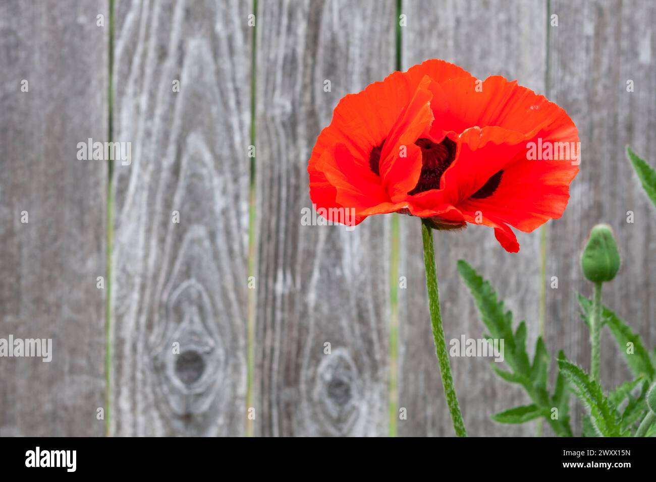 Un unico fiore rosso intenso arancio brillante del papavero orientale (Papavar orientale) che fiorisce contro la recinzione del legno intemprata. Foto Stock