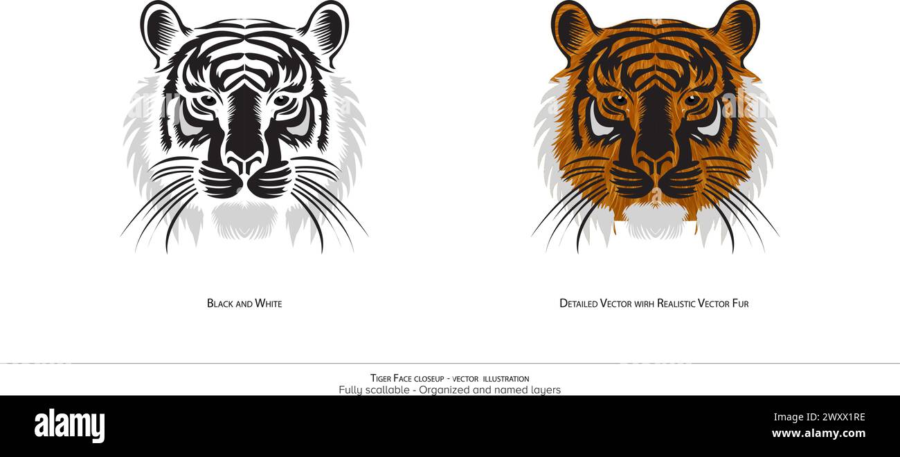 Primo piano della faccia della tigre - illustrazione vettoriale. Vettore dettagliato faccia Tiger. disegno realistico. disegno in bianco e nero. Faccia di tigre colorata. Illustre della fauna selvatica Illustrazione Vettoriale