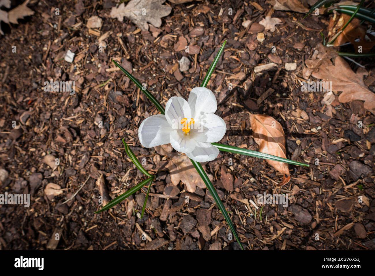 Crocus 'Jeanne d' Arc' fiorito a Pruhonice, Repubblica Ceca il 30 marzo 2024. (CTK Photo/Libor Sojka) Foto Stock