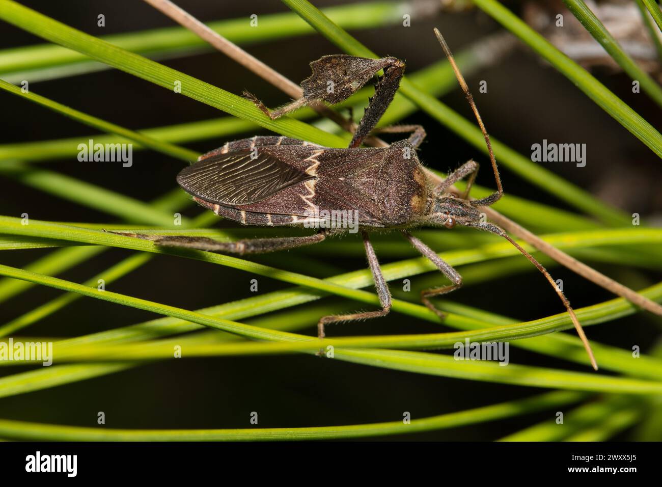 Insetto a base di foglie orientali (Leptoglossus phyllopus) sugli aghi di pino, macro dorsale per il controllo dei parassiti della natura primaverile. Nativi degli Stati Uniti meridionali e del Messico. Foto Stock