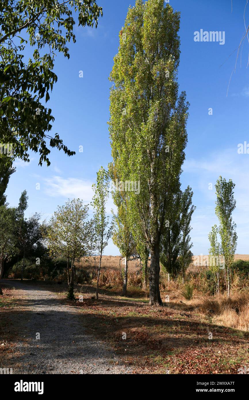 Pioppo a Malpartida de Caceres, Estremadura, Spagna Foto Stock