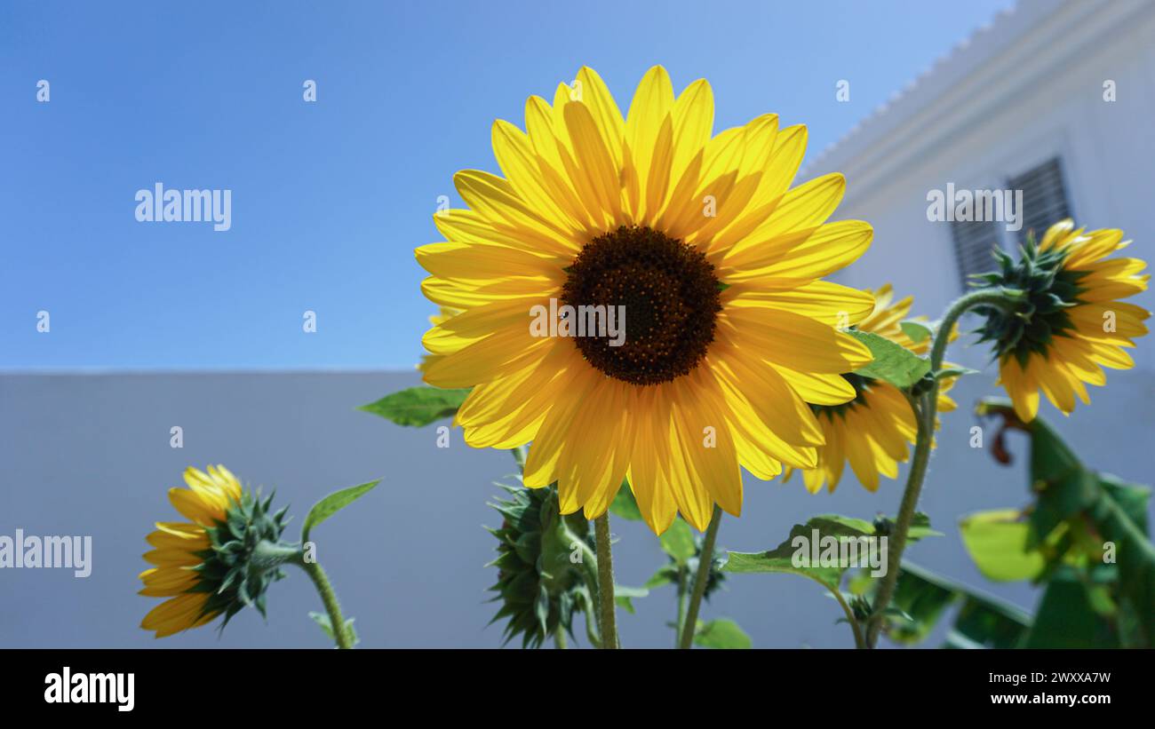 Girasole vibrante, la bellezza radiosa dell'estate Foto Stock