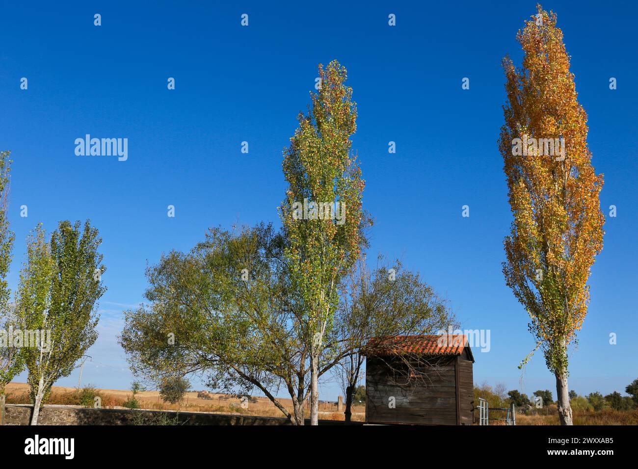 Pioppo a Malpartida de Caceres, Estremadura, Spagna Foto Stock
