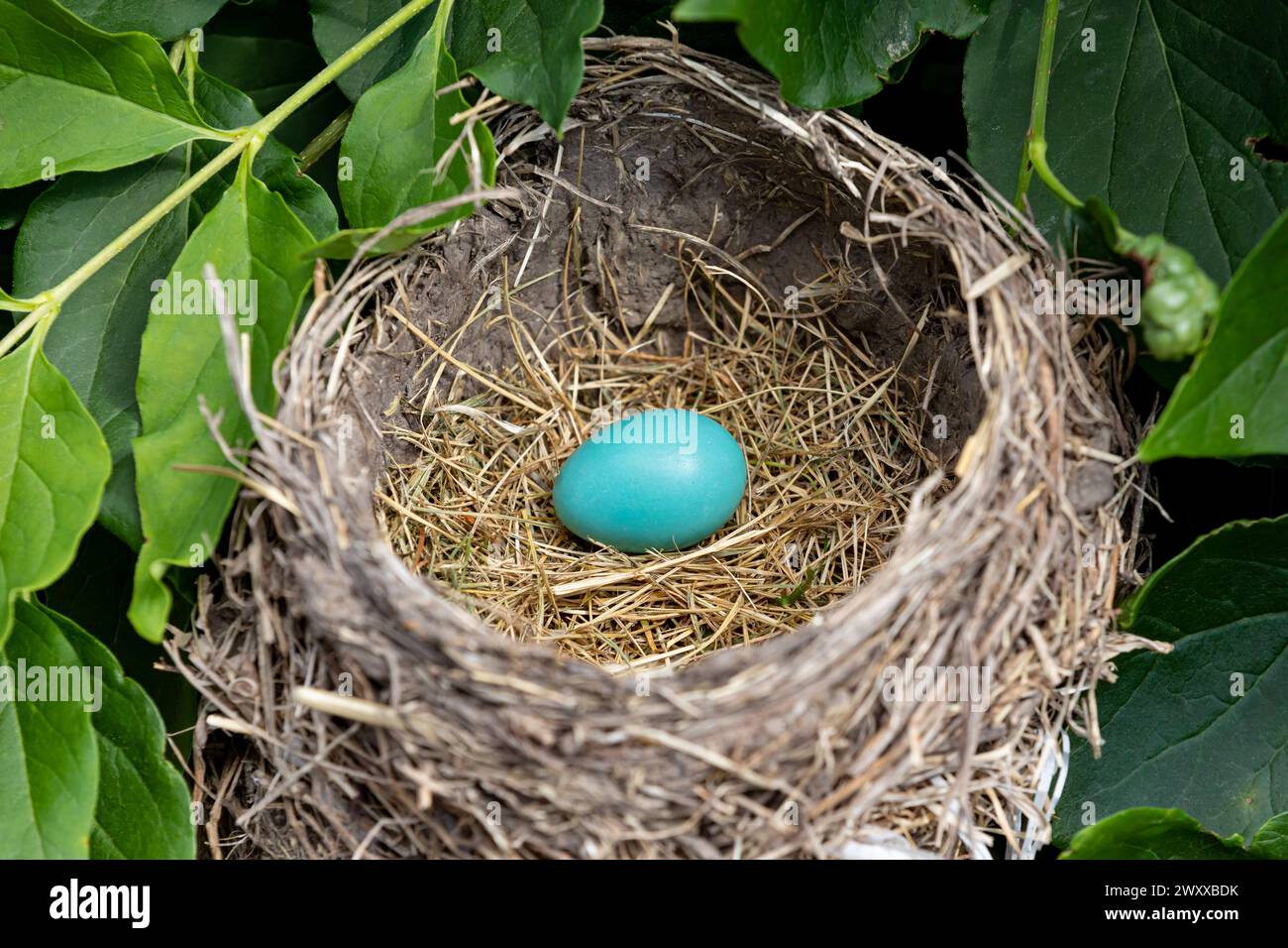 Uovo Robin dentro il nido di uccello. Habitat naturale, conservazione della natura e riproduzione degli uccelli. Foto Stock