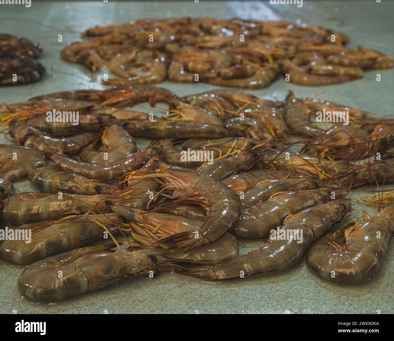 Balikpapan, Indonesia - 15 marzo 2024. . Le conchiglie sono traslucide e il loro corpo è grintoso, utilizzato in una varietà di piatti a base di pesce. Foto Stock