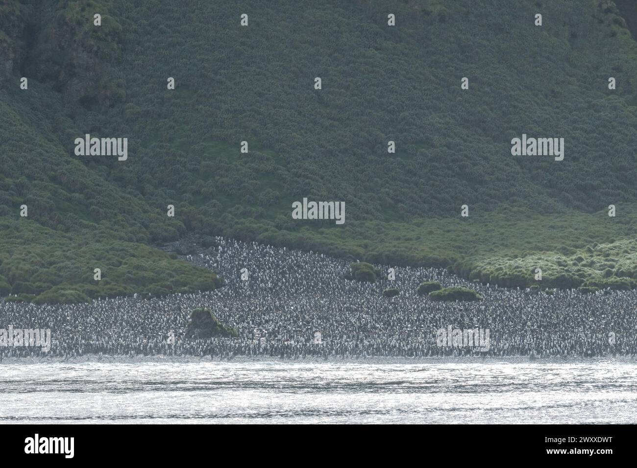 Australia, Tasmania, Isola di Macquarie. (UNESCO) Vista costiera della colonia di pinguini Re (Aptenodytes patagonica) Foto Stock