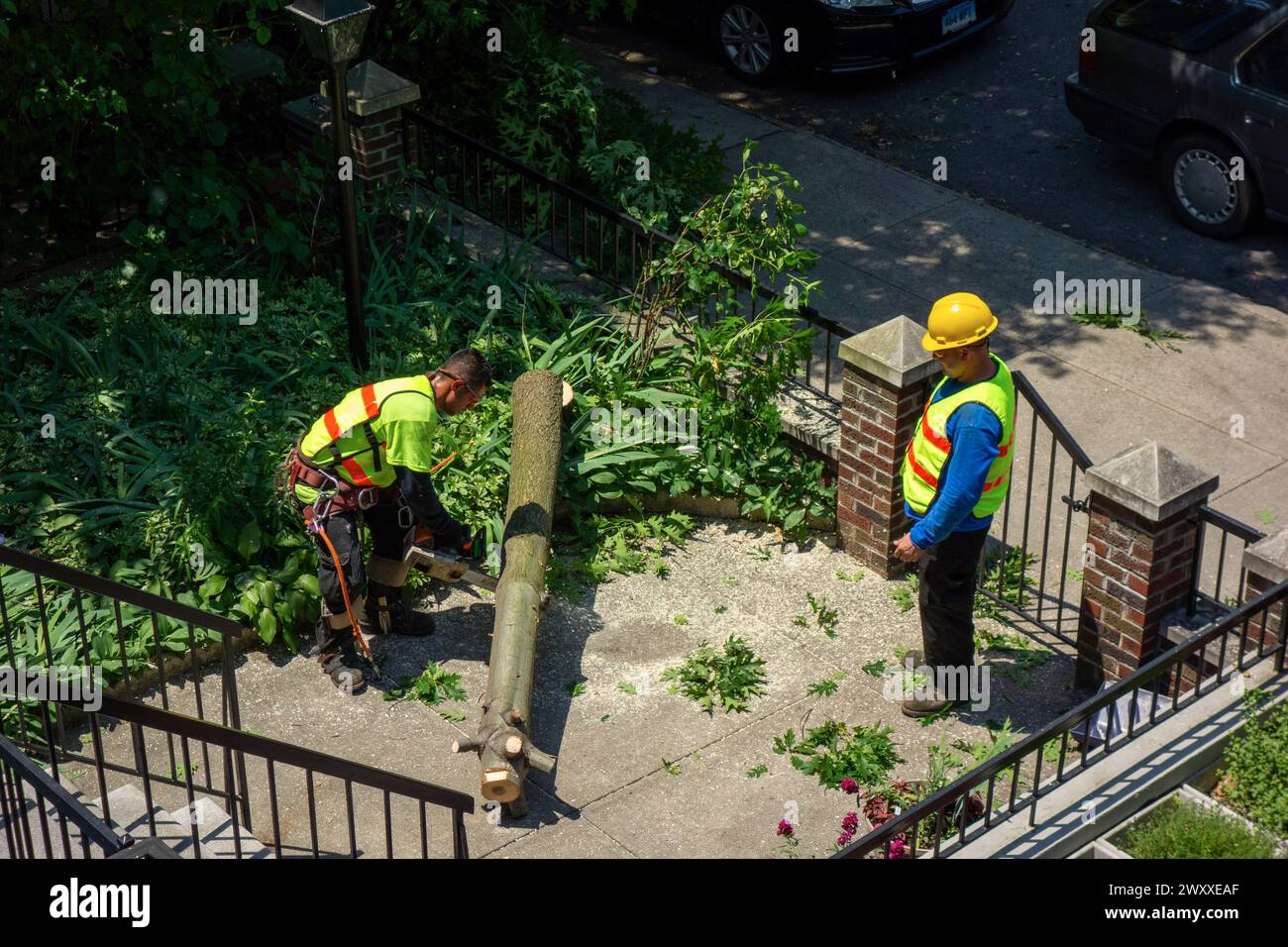 Abbattere un albero di fronte a una casa nel quartiere Windsor Terrace di Brooklyn New York Foto Stock