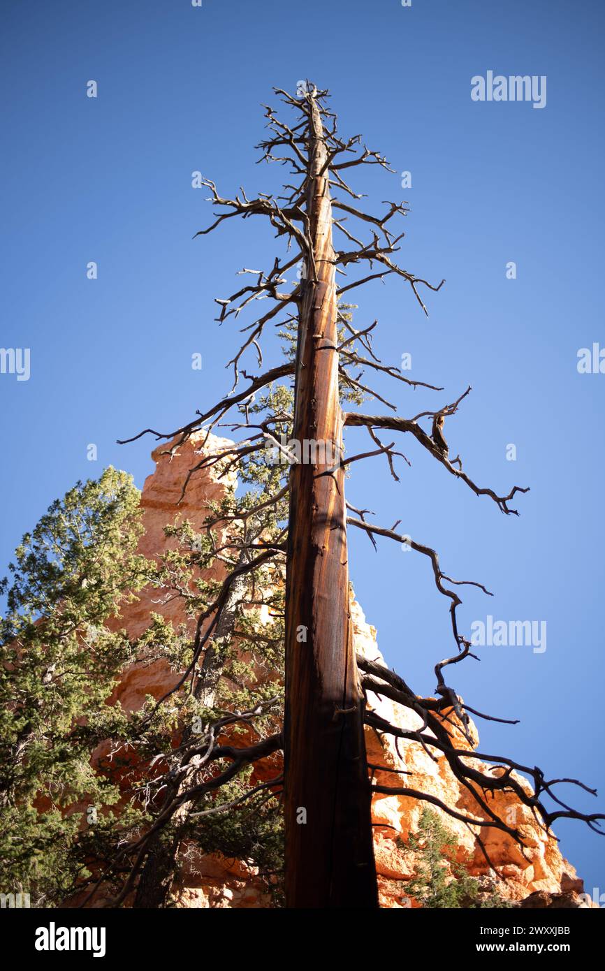 Pino morto nel Bryce Canyon National Park, Utah Foto Stock