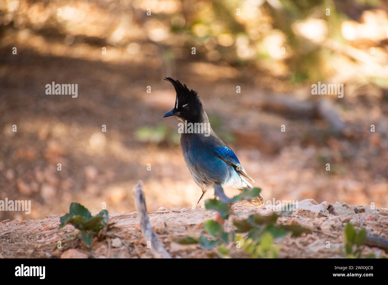 Stellar's Jay (Cyanocitta stelleri), un uccello che cerca cibo a terra nel Bryce Canyon National Park, Utah Foto Stock