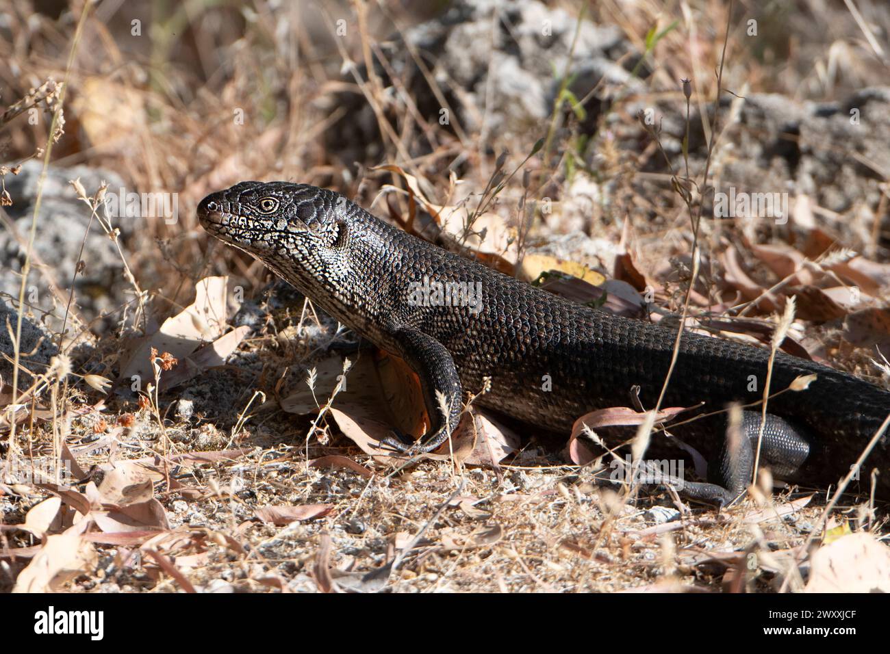 King's Skink (Egernia kingii) crogiolandosi al sole nell'erba, Martin's Tank, Western Australia, WA, Australia Foto Stock