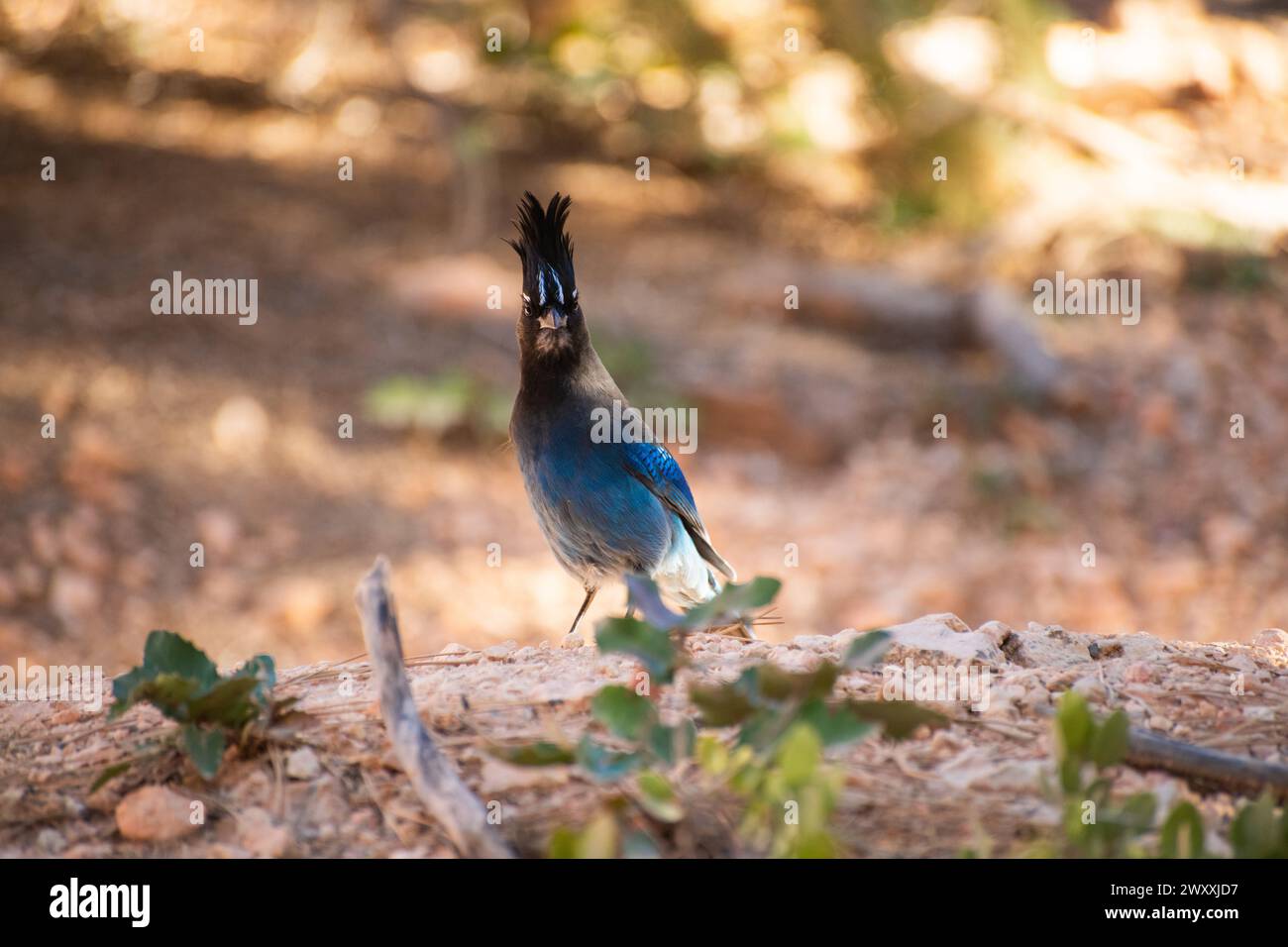 Stellar's Jay (Cyanocitta stelleri), un uccello che cerca cibo a terra nel Bryce Canyon National Park, Utah Foto Stock