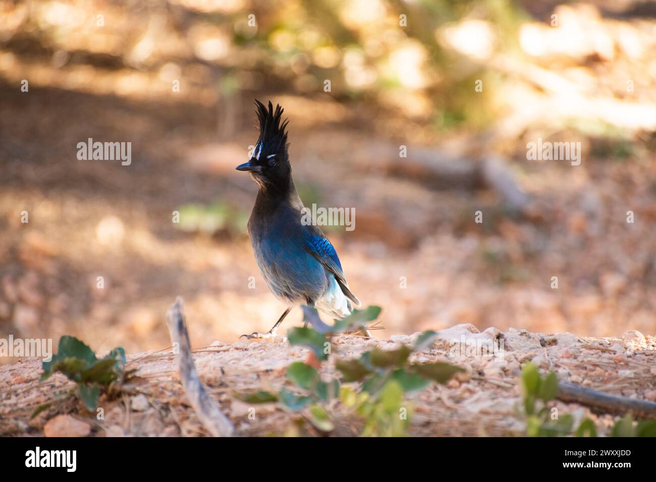 Stellar's Jay (Cyanocitta stelleri), un uccello che cerca cibo a terra nel Bryce Canyon National Park, Utah Foto Stock
