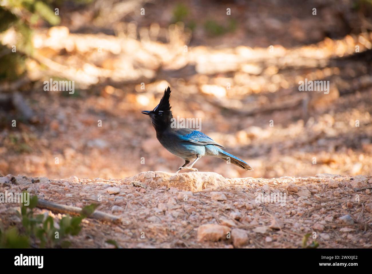 Stellar's Jay (Cyanocitta stelleri), un uccello che cerca cibo a terra nel Bryce Canyon National Park, Utah Foto Stock