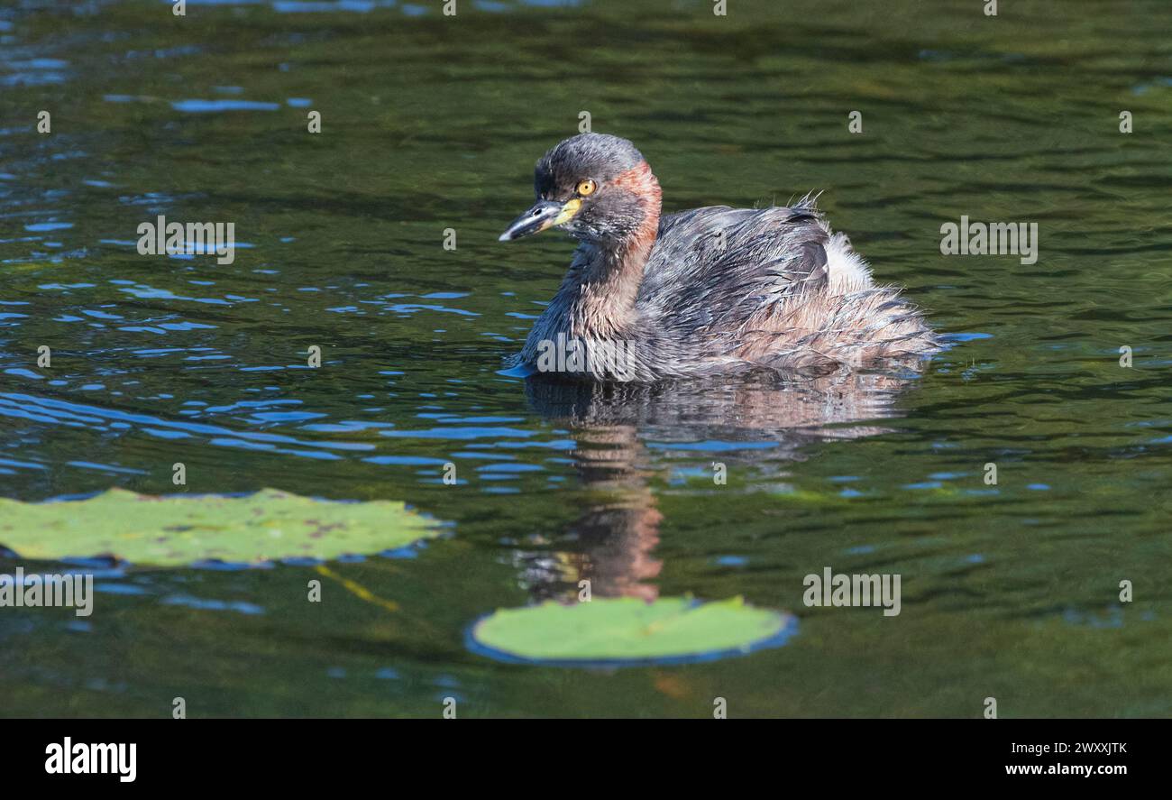 Australian Dabchick o Australian Grebe (Tachybaptus novaehollandiae) che nuotano nelle zone umide, Marlgu Billabong, Wyndham, Kimberley, Australia occidentale, W Foto Stock