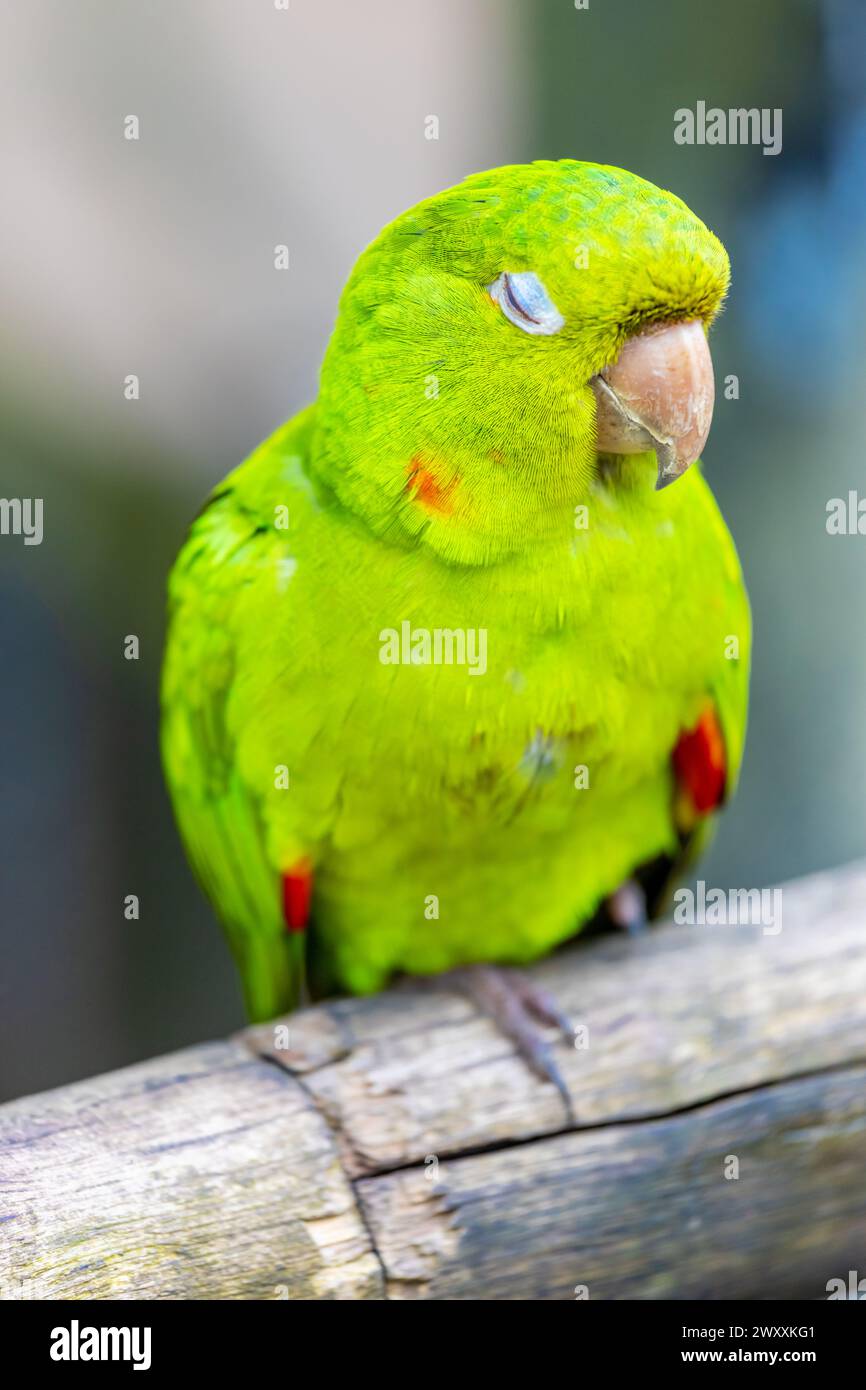 Pappagallo verde in uno zoo ornitologico Parque das Aves, parco ornitologico Brasile, cascate di Iguazu. Uccelli tropicali esotici di piume colorate e luminose nella giungla della foresta pluviale Foto Stock