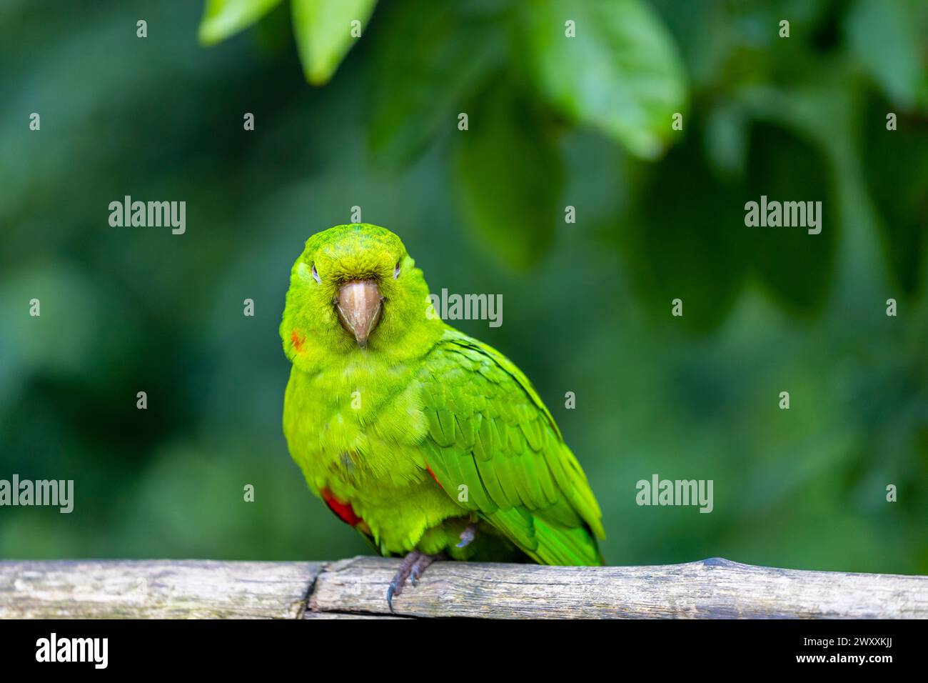 Pappagallo verde in uno zoo ornitologico Parque das Aves, parco ornitologico Brasile, cascate di Iguazu. Uccelli tropicali esotici di piume colorate e luminose nella giungla della foresta pluviale Foto Stock