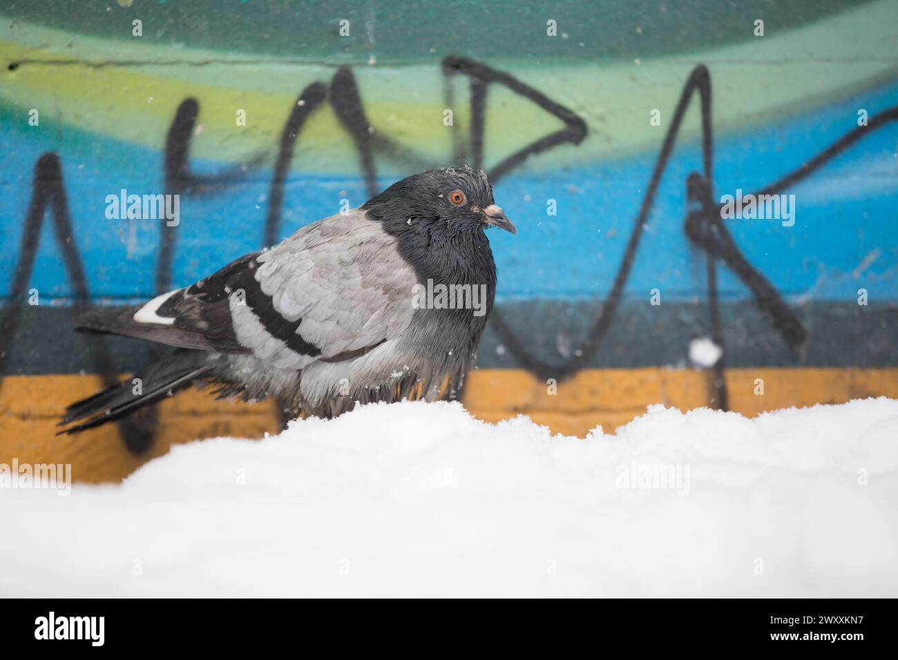 Piccione nella neve Foto Stock