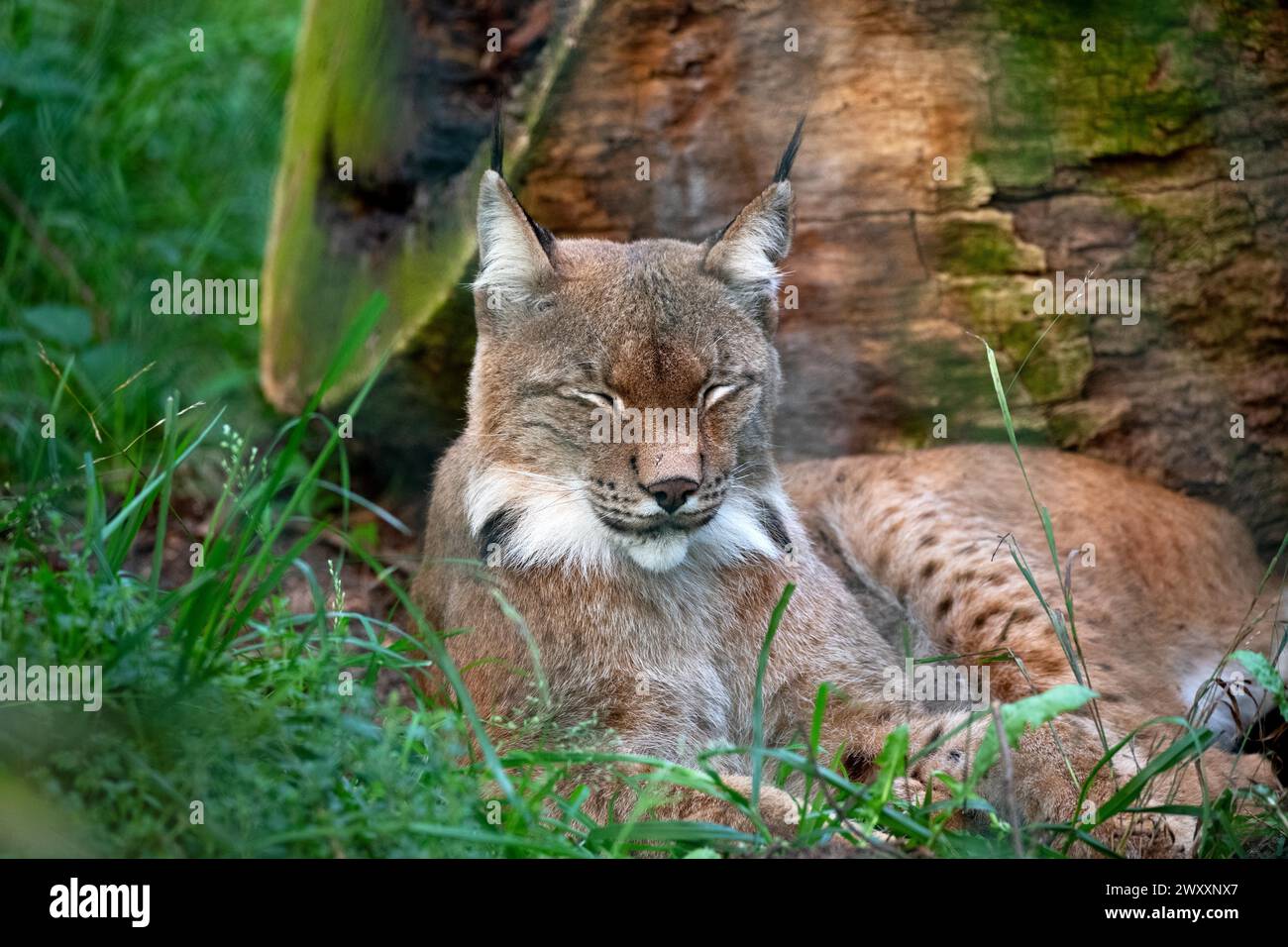 Lince eurasiatica (lince Lynx), riposa con gli occhi chiusi, Assia, Germania Foto Stock