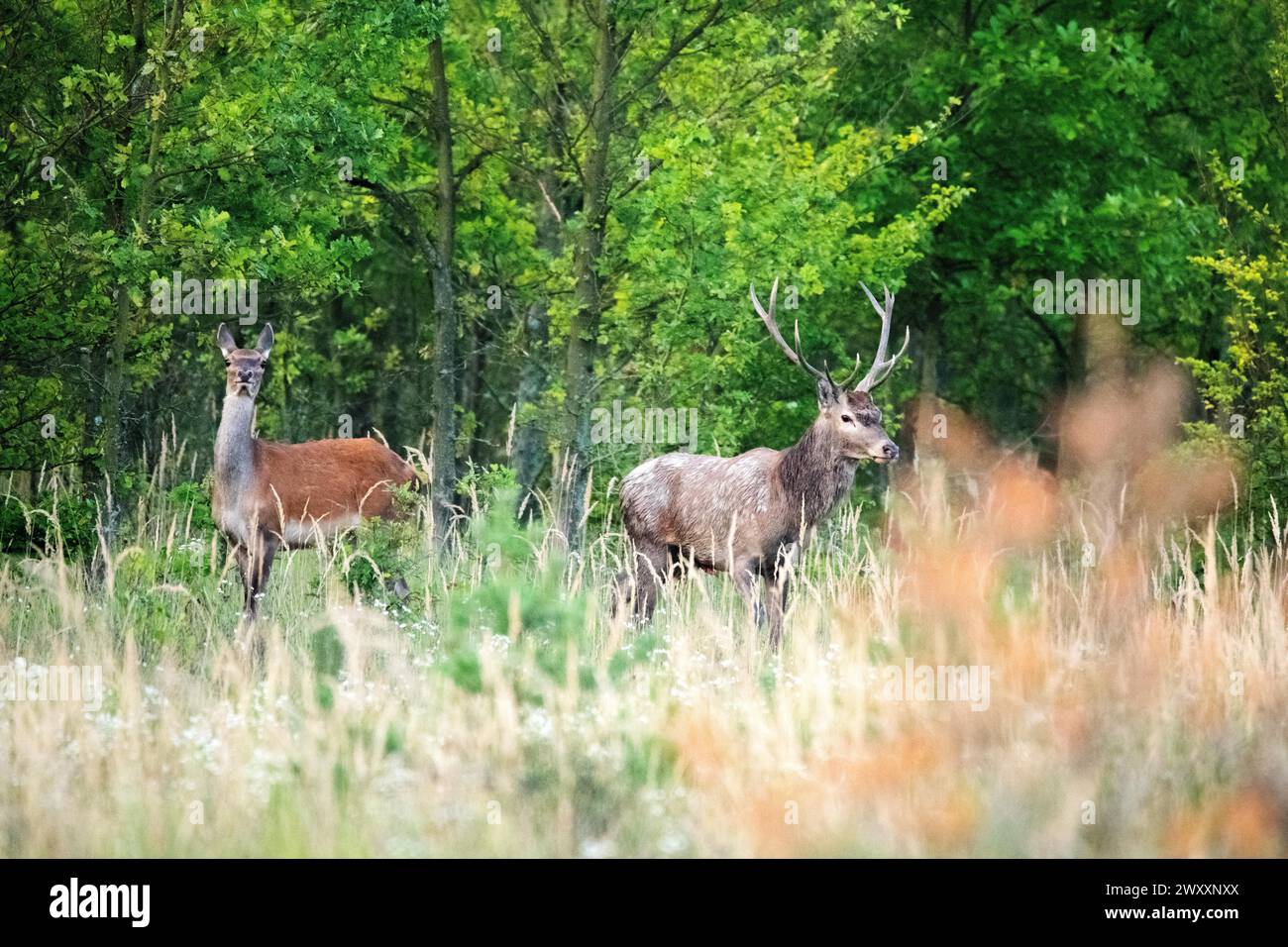 Cervo rosso (Cervus elaphus), maschio e femmina in una radura forestale durante il rut, Lusazia, Germania Foto Stock