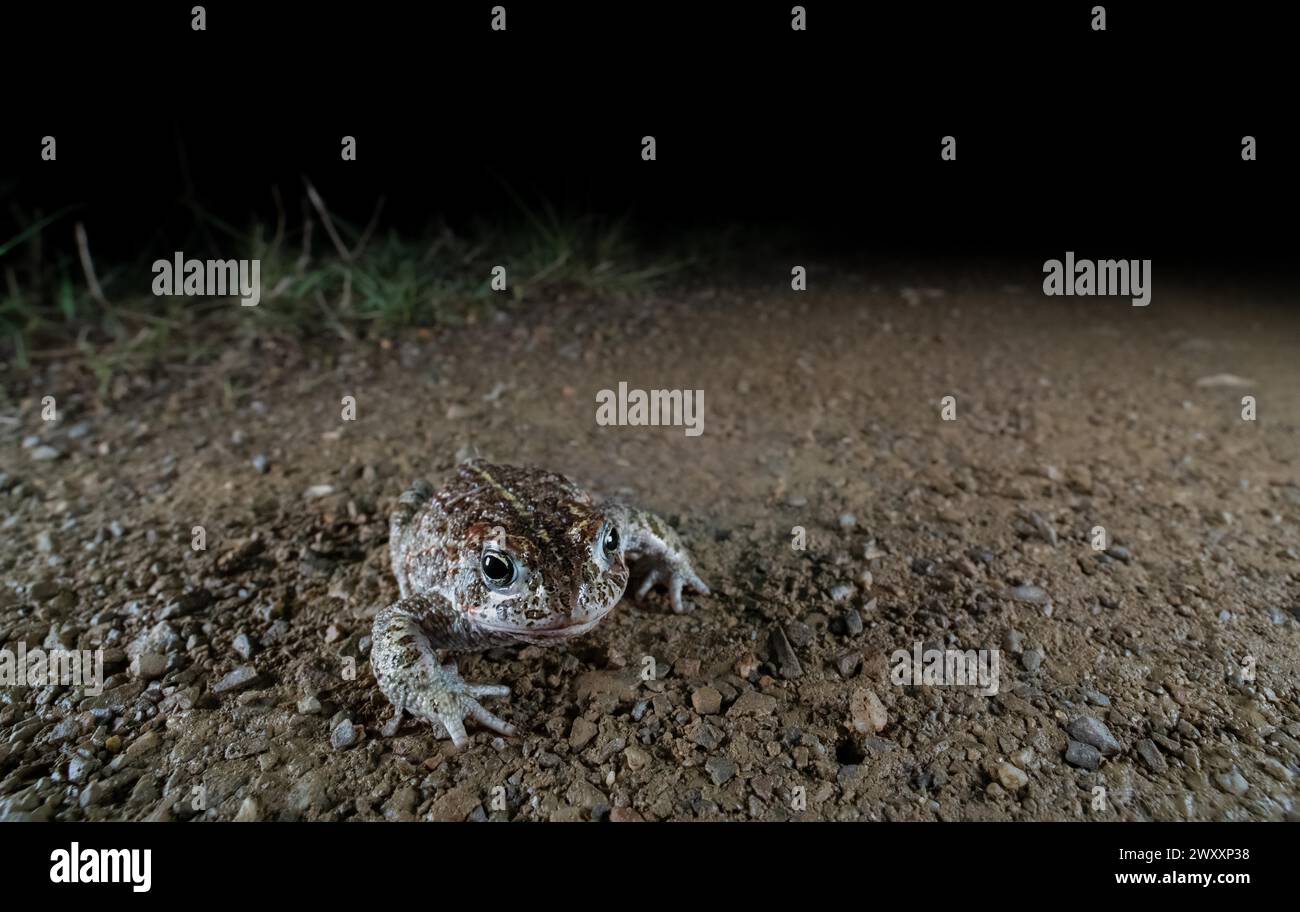 Rospo di Natterjack (Epidalea calamita), camminando lungo un sentiero pedonale, fotografia notturna, Renania settentrionale-Vestfalia, Germania Foto Stock