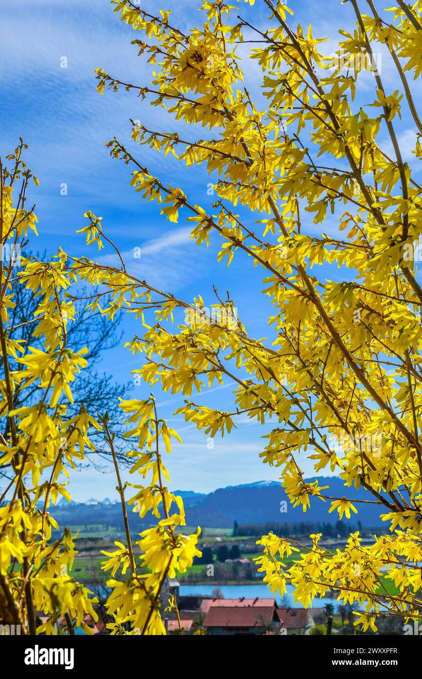 Rami di forsythia in fiore (Forsythia), Niedersonthofen, Allgaeu, Svevia, Baviera, Germania Foto Stock
