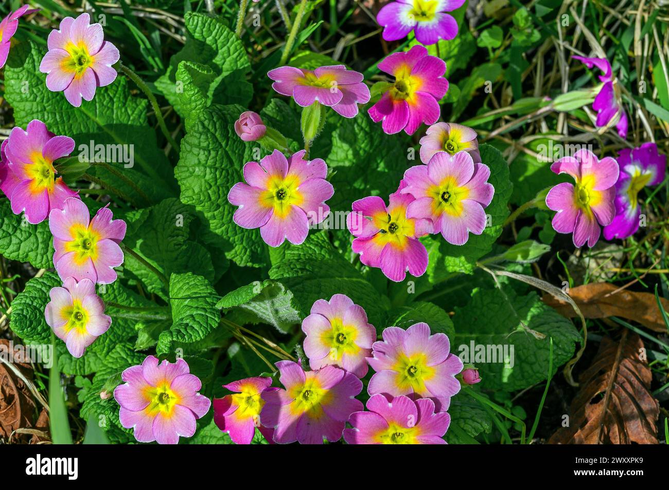 Primrose (Primula), Allgaeu, Svevia, Baviera, Germania Foto Stock