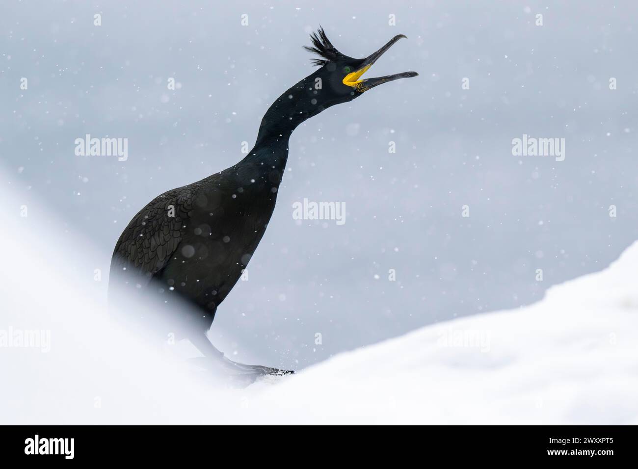 Shag comune (Phalacrocorax aristotelis), sulla neve, isola di Hornoya, Hornoya, Vardo, penisola di Varanger, Troms og Finnmark, Norvegia Foto Stock