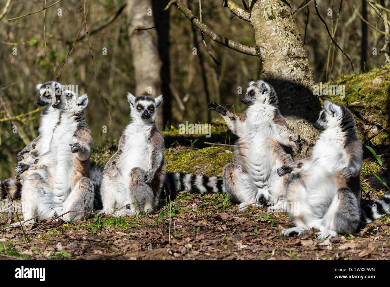 Lemure a coda ad anello (Lemur catta), solarium, Francia Foto Stock