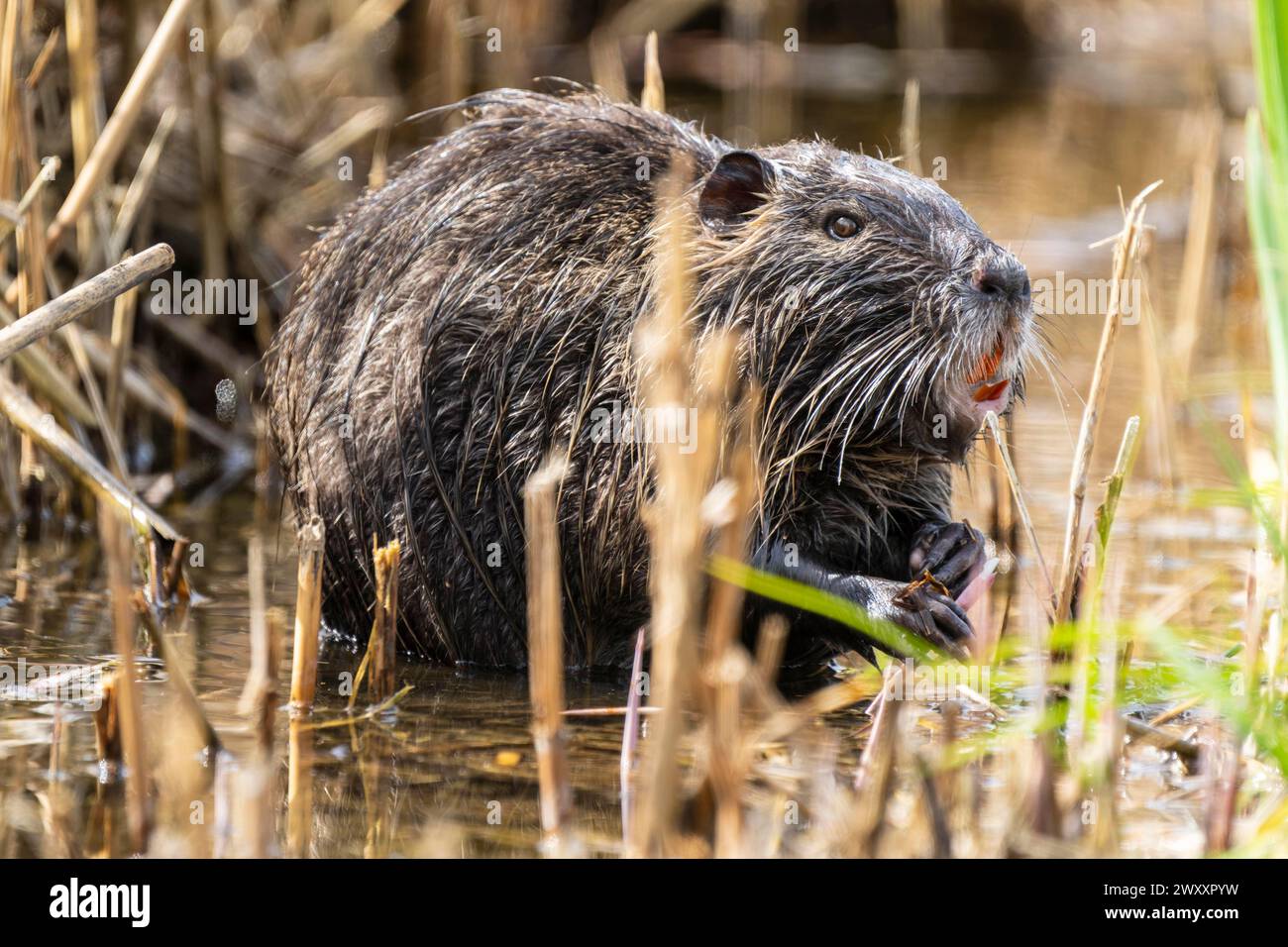 Nutria (Myocastor coypus), ratto castoro, raccolta di canne, fauna selvatica, Germania Foto Stock