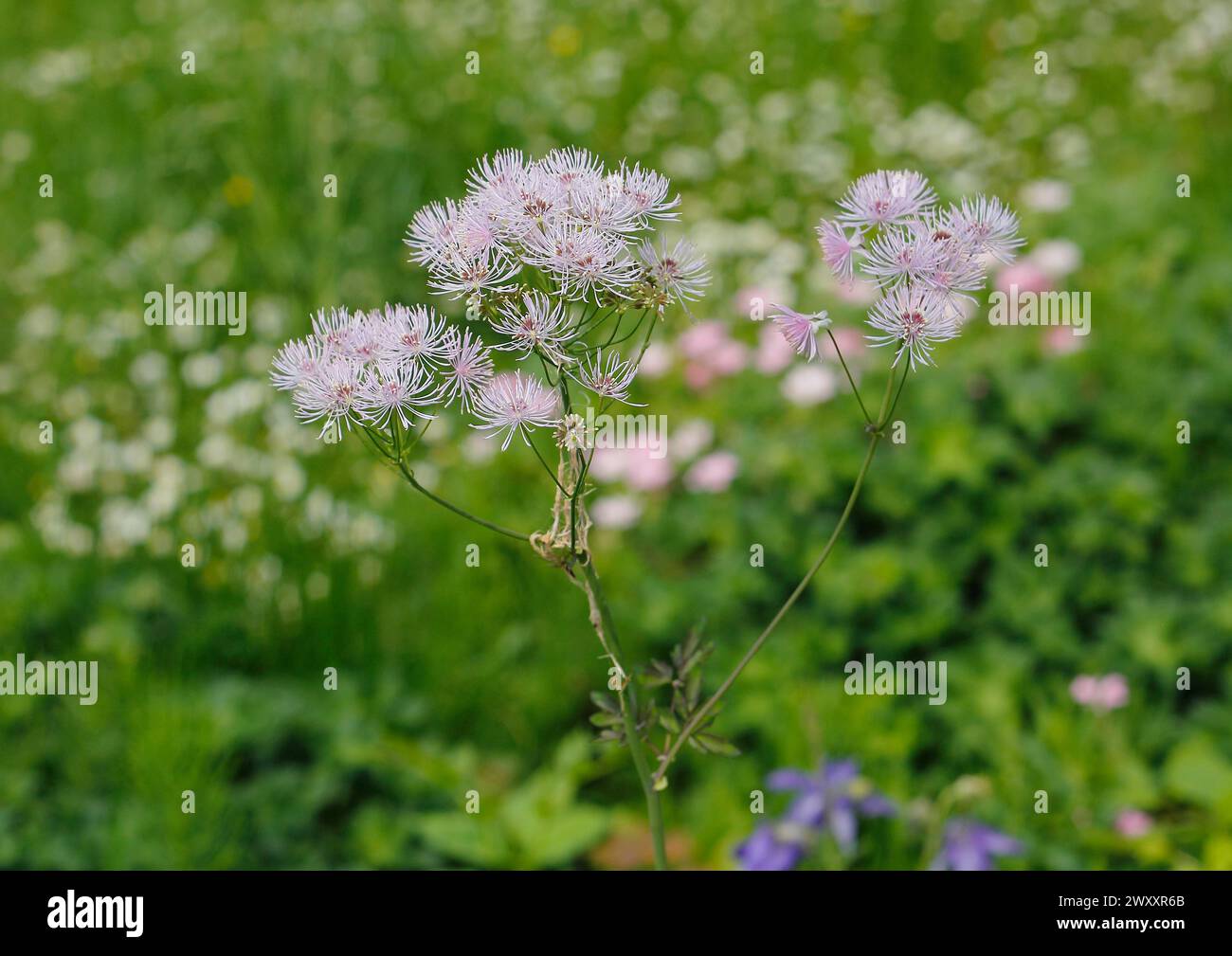 Greater Meadow-rue (Thalictrum aquilegifolium), Renania settentrionale-Vestfalia, Germania Foto Stock