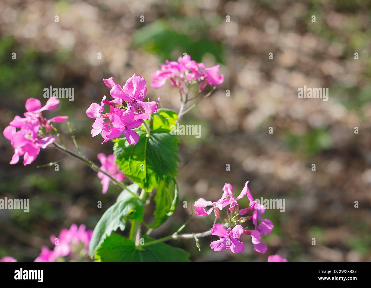 Onestà annuale (Lunaria annua), fioritura nella foresta, Renania settentrionale-Vestfalia, Germania Foto Stock