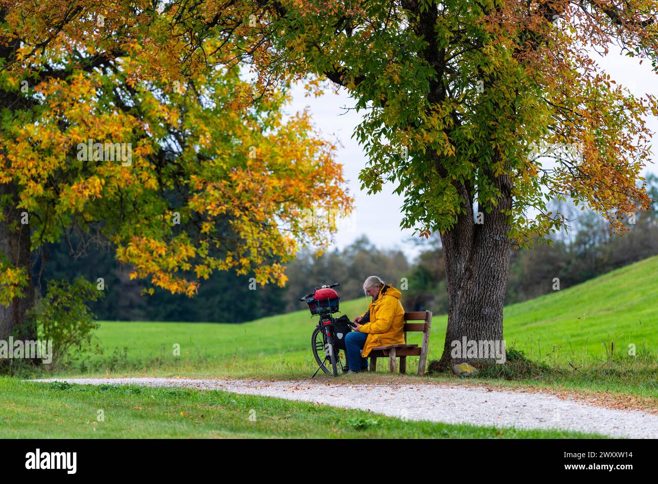 Uomo anziano che fa una pausa durante un tour in bicicletta sotto gli aceri colorati autunnali (Acer), Ostallgaeu, Allgaeu, Baviera, Germania Foto Stock