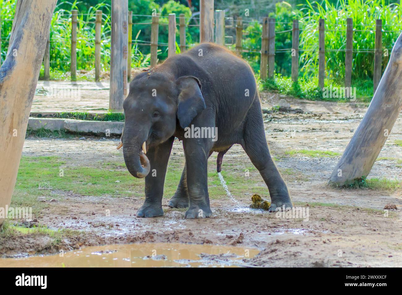 L'elefante pigmeo del Borneo è il più grande mammifero terrestre del Borneo. Può crescere fino a 2,5 m di altezza e peso fino a 5400 kg Foto Stock