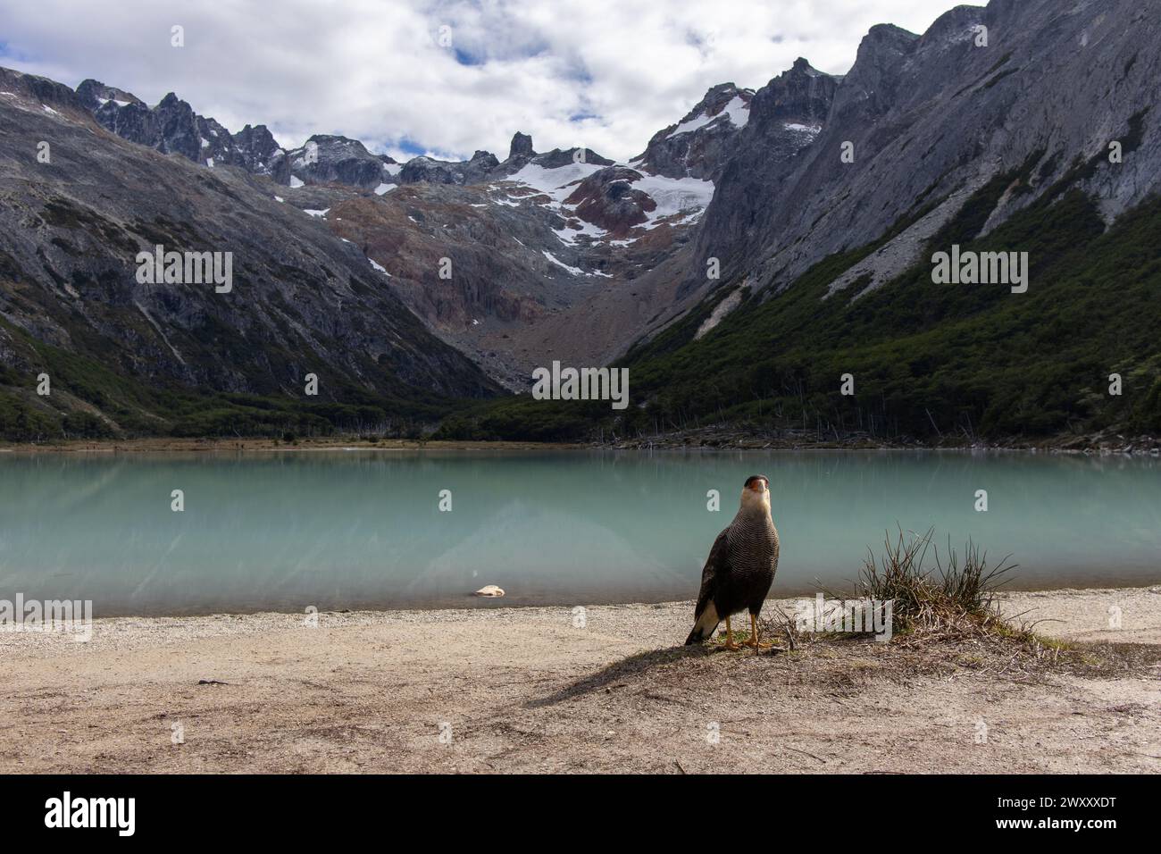 uccello nella laguna di meraldo a ushuaia Foto Stock
