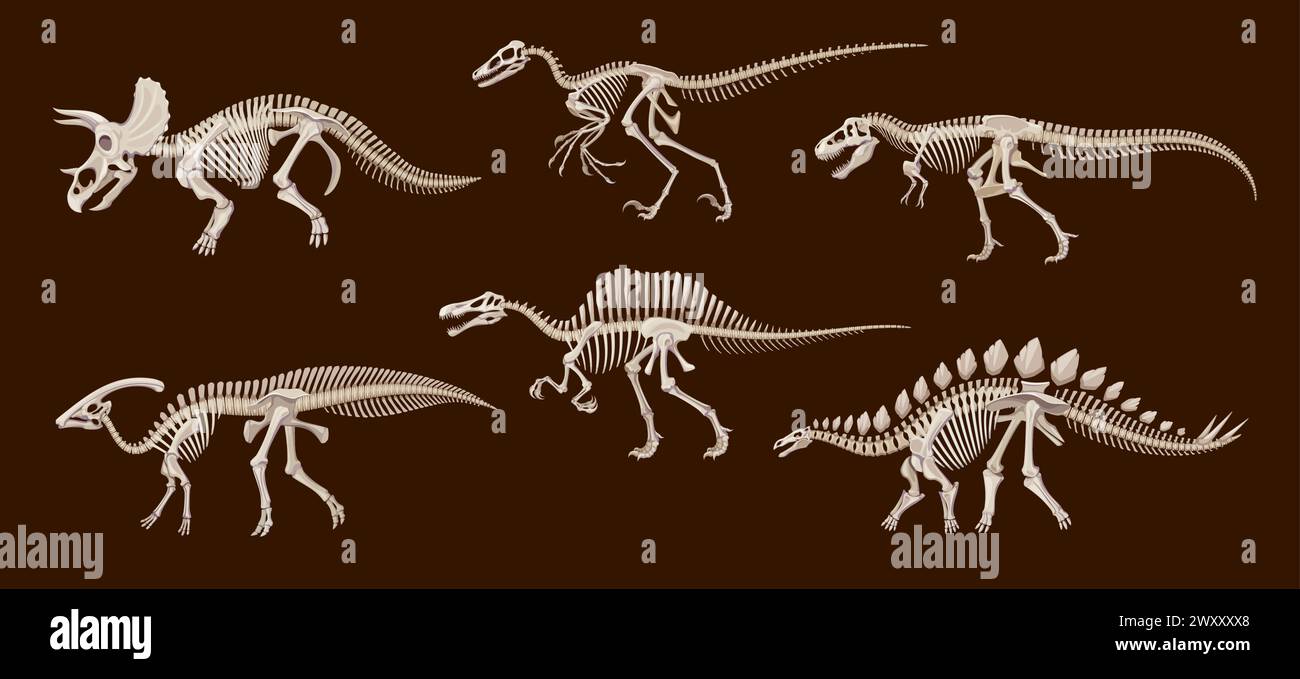 Scheletri fossili di dinosauri cartoni animati, teschi e ossa di dinosauri vettoriali. Triceratops, tyrannosaurus rex, stegosaurus e spinosaurus, parasaurolophus e utahraptor antichi scheletri di mostri rettili Illustrazione Vettoriale