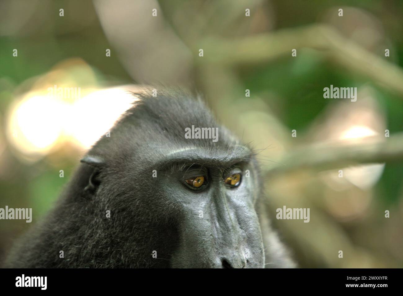 La testa di un macaco con cresta nera (Macaca nigra) è fotografata mentre si riposa sul pavimento della foresta pluviale di pianura nella riserva naturale di Tangkoko, Indonesia. Il cambiamento climatico sta alterando le nicchie ambientali, facendo sì che le specie cambino la loro gamma di habitat mentre tracciano la loro nicchia ecologica, il che potrebbe essere uno svantaggio in termini di gestione efficace della biodiversità, secondo Nature Climate Change. "Il cambiamento climatico e le malattie stanno emergendo minacce per i primati, e circa un quarto delle gamme di primati hanno temperature superiori a quelle storiche", ha scritto un altro team di scienziati... Foto Stock