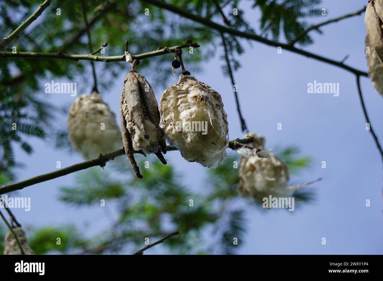 Il frutto di Ceiba pentandra (cotone, Java kapok, cotone di seta, samauma) con sfondo naturale. L'indonesiano ha usato questa pianta come letto Foto Stock