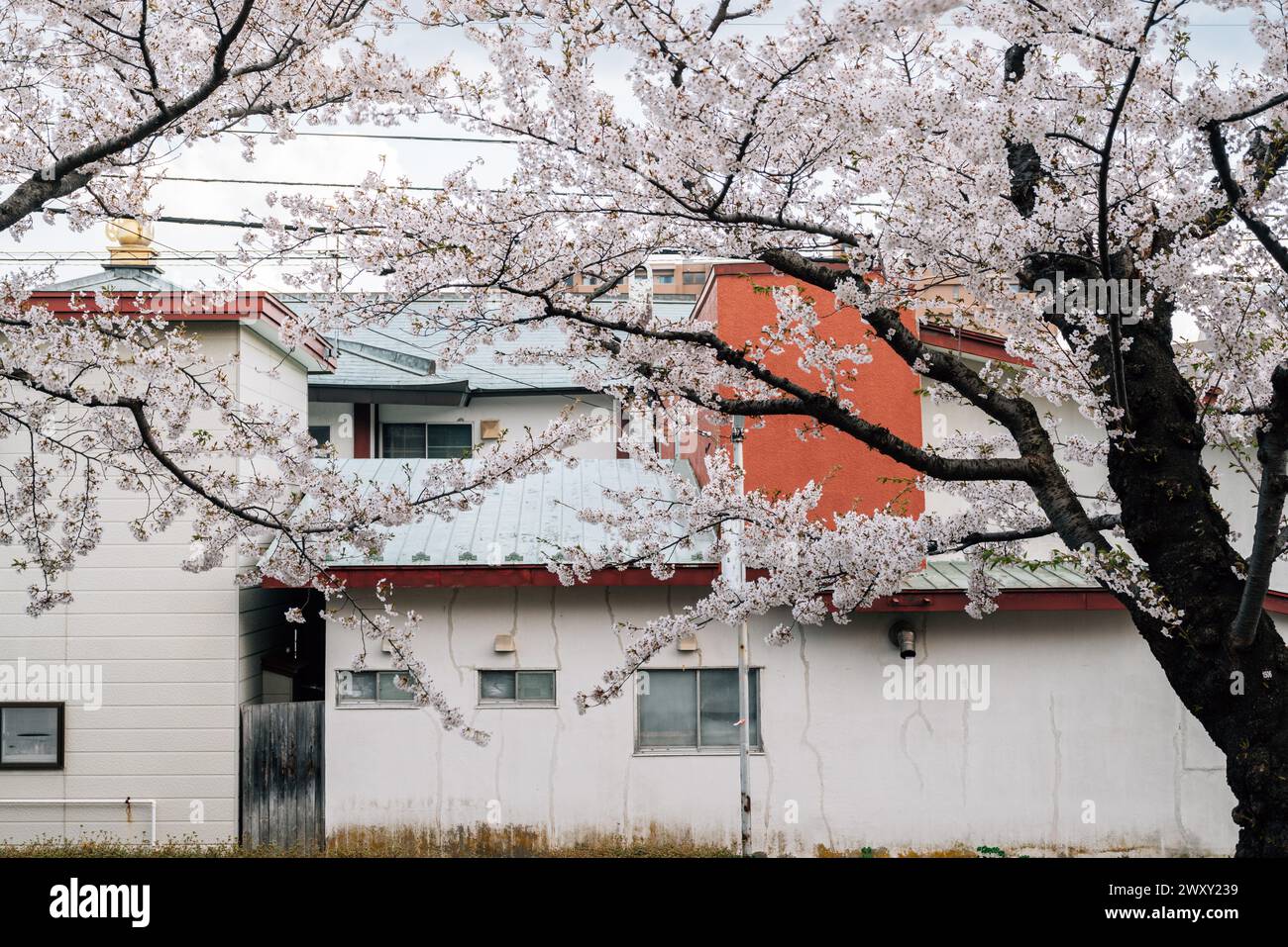 Casa retrò e fiori di ciliegio ad Hakodate, Hokkaido, Giappone Foto Stock
